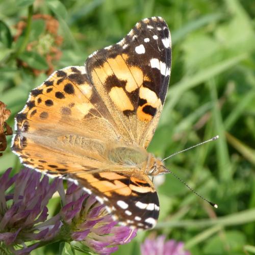 Réf. 191 442 : Vanessa cardui